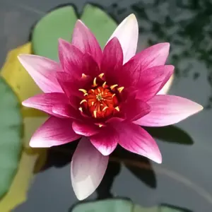 lotus vergebung 1