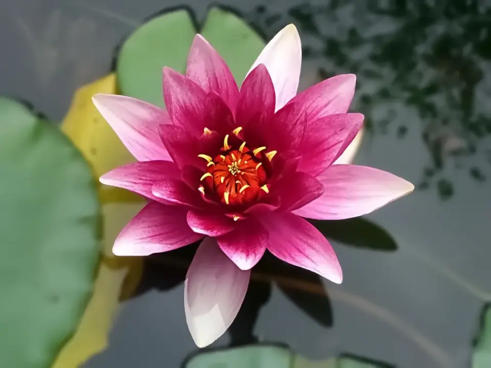 lotus-vergebung-1 lotus vergebung 1