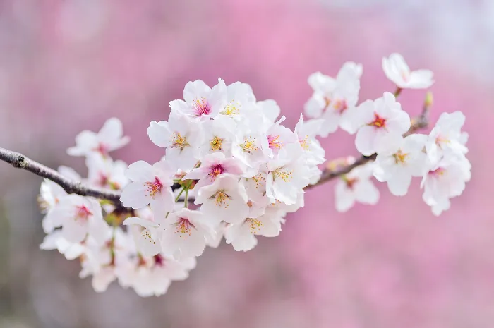 Naikan Vergebung mit Kirschblüten in einem japanischen Tempelgarten als Symbol für innere Heilung und Selbstreflexion