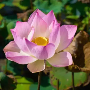 vergebung heilung frieden lotus