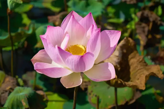 vergebung-heilung-frieden-lotus vergebung heilung frieden lotus